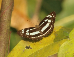 Neptis jumbah nalanda
