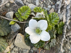 Rubus geoides