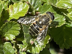 Eristalis croceimaculata