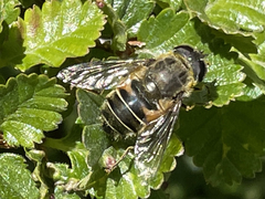 Eristalis croceimaculata
