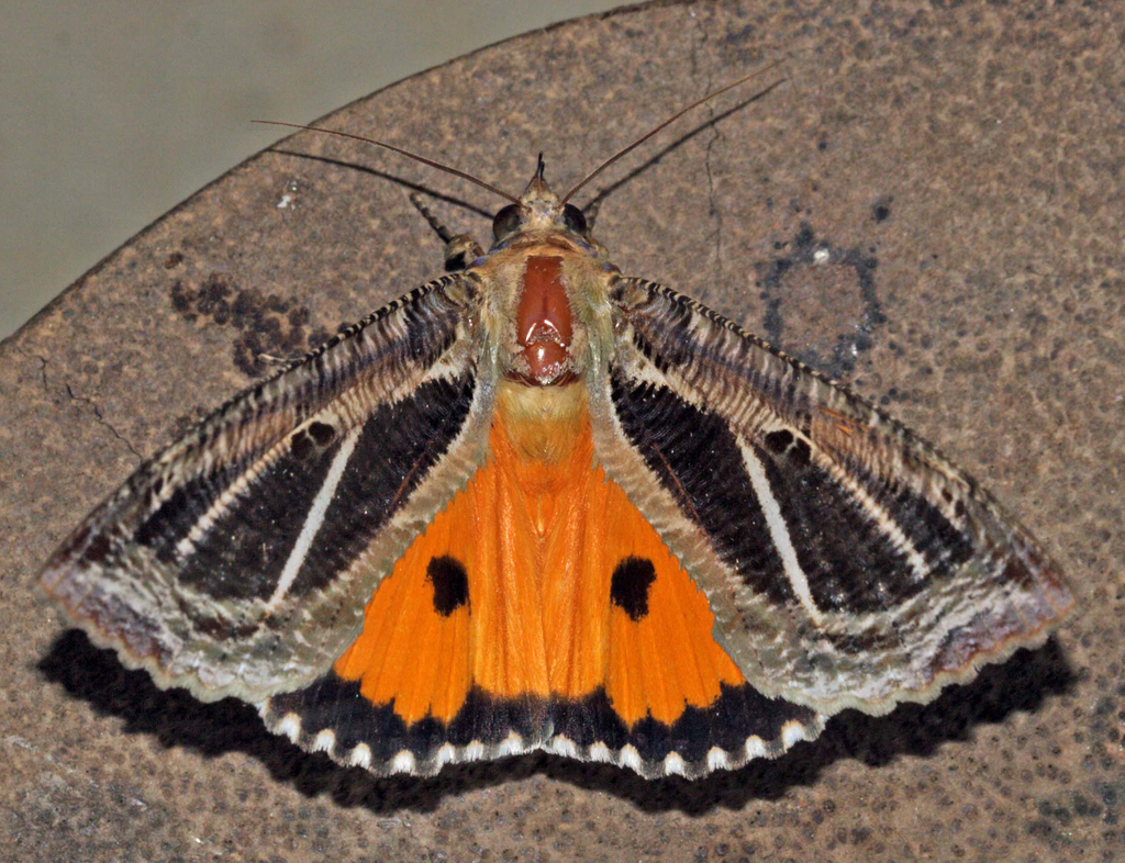 Dot-underwing Moth from Bandarakoswatte, Sri Lanka on November 20, 2005 ...