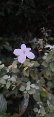 Barleria longiflora