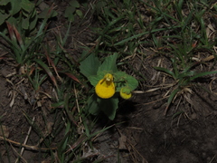 Calceolaria corymbosa mimuloides