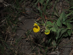 Calceolaria corymbosa mimuloides