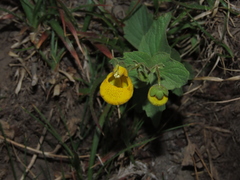 Calceolaria corymbosa mimuloides