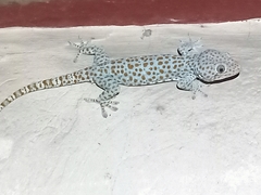Gekko gecko