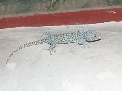 Gekko gecko