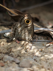 Ypthima lisandra
