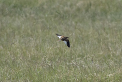 Melanocorypha mongolica