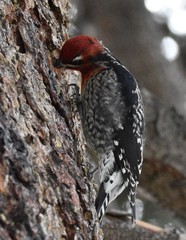 Sphyrapicus ruber daggetti
