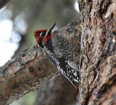 Sphyrapicus ruber daggetti