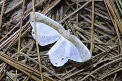 Opisthoxia amabilis
