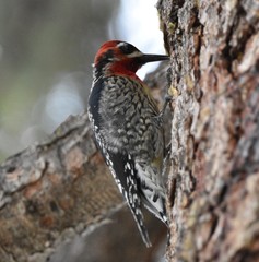 Sphyrapicus ruber daggetti
