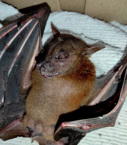 Indonesian Short-nosed Fruit Bat