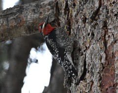 Sphyrapicus ruber daggetti