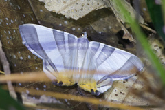 Opisthoxia miletia