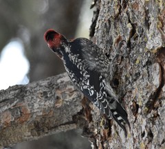 Sphyrapicus ruber daggetti