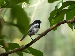 Melaniparus albiventris