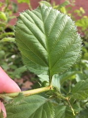 Crataegus harbisonii