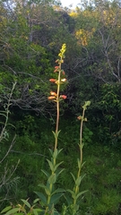 Sinningia elatior