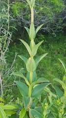 Sinningia elatior
