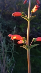 Sinningia elatior