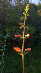 Sinningia elatior