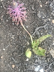 Ledebouria ovalifolia