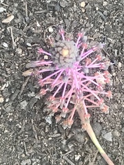 Ledebouria ovalifolia