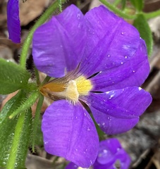 Scaevola calliptera