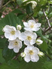 Crataegus harbisonii