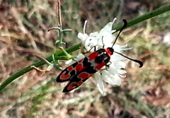 Zygaena fausta