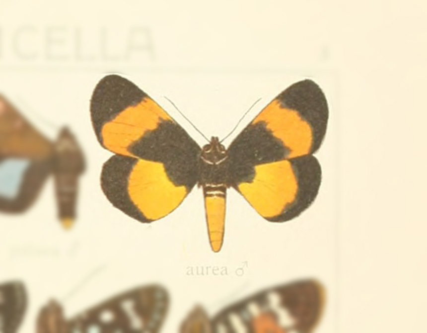 Argyrolepidia aurea