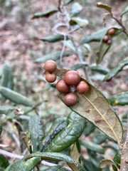 Belonocnema fossoria