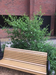 Crataegus harbisonii