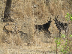 Hippotragus niger kirkii