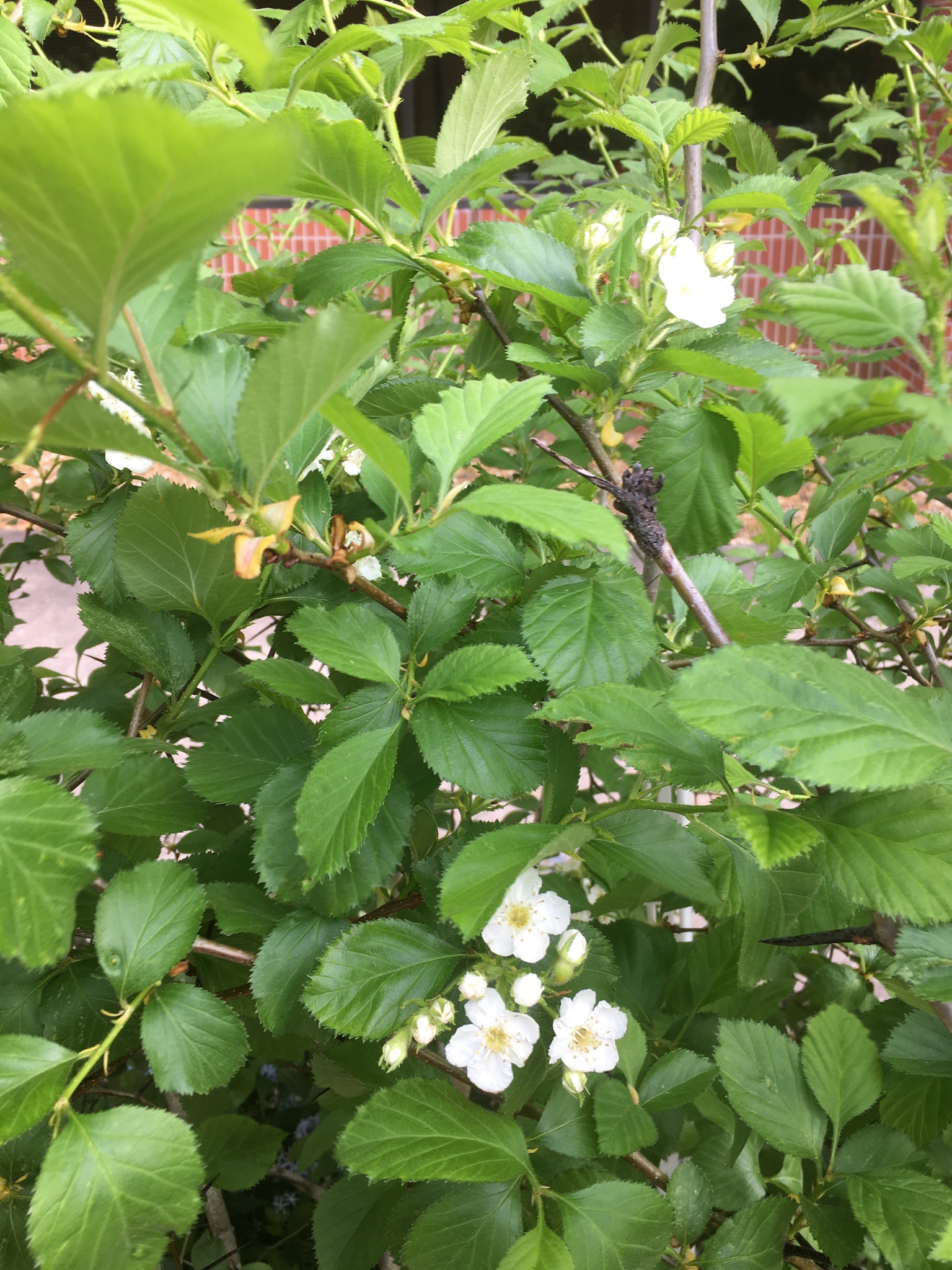 Crataegus harbisonii