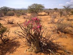 Adenium multiflorum