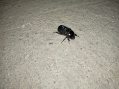 Euetheola