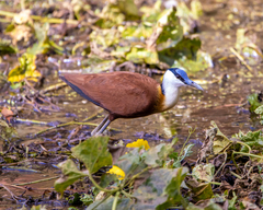 Actophilornis africanus