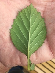 Crataegus harbisonii