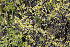 Carpodacus verreauxii