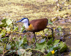 Actophilornis africanus