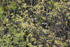 Carpodacus verreauxii