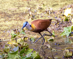 Actophilornis africanus