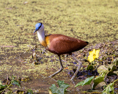 Actophilornis africanus