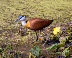 Actophilornis africanus