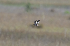 Melanocorypha mongolica