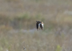 Melanocorypha mongolica