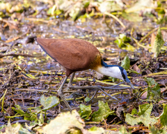 Actophilornis africanus